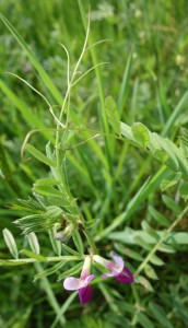 vicia sativa DSC01176