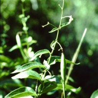 Dompte-venin, Herbe d’Esculape, Asclépiade blanche