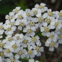 Achillée millefeuille, Herbe au charpentier, Sourcils-de-Vénus