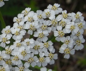 achillea millefolium RIMG0019