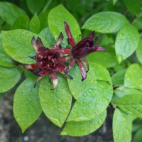 Arbre aux anémones, Arbre pompadour