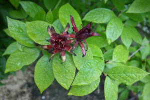 calycanthus floridus DSC08306