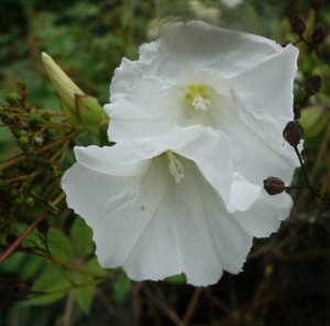 calystegia DSC04725