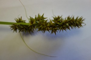 carex vulpinoidea DSC09183