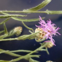 Centaurée à feuilles étroites