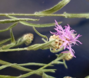 centaurea jacea angustifolia DSC09428