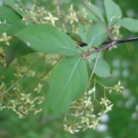 Fusain à larges feuilles