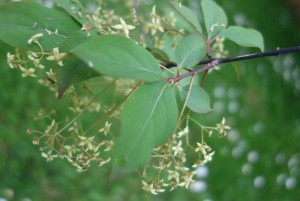 euonymus latifolius DSC08286