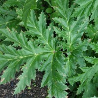 Berce du Caucase, Berce de Mantegazzi