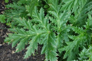 heracleum mantegazzianium  DSC08221