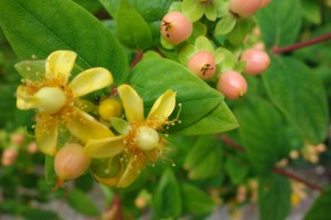 hypericum androsaemum DSC09047