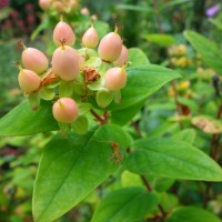 Millepertuis inodore