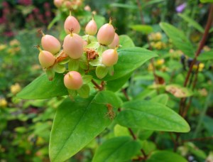 hypericum androsaemum DSC09048