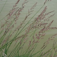 Baldingère faux-roseau, Alpiste,