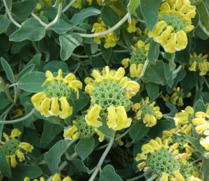 phlomis DSC08891