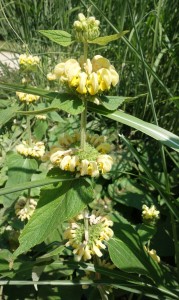 phlomis fruticosa DSC08863