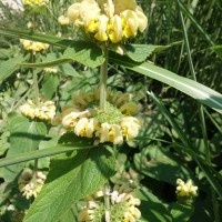 Phlomis, Sauge de Jérusalem, Sauge en arbre