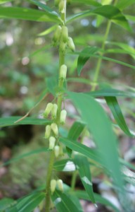 polygonatum verticillatum DSC08718