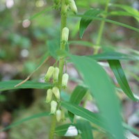 Sceau-de-Salomon verticillé, Sceau-de-Salomon commun