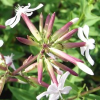 Saponaire officinale, Savonnière, Herbe-savon