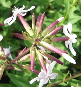 saponaria officinalis RIMG0758