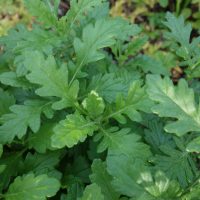 Séneçon jacobée, Herbe de St.Jacques