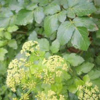 Maceron, Persil de cheval, Gros persil de Macédoine