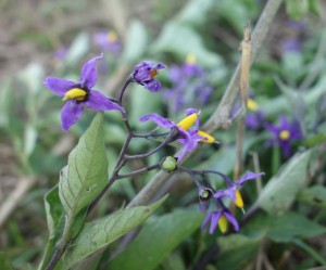 solanum dulca mara DSC09631