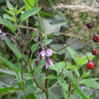 Morelle douce-amère, Vigne de Judée, Morelle grimpante, Herbe à la fièvre, Crève-chien