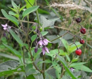 solanum dulcamara RIMG0101