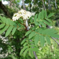 Sorbier des oiseleurs, Cormier des chasseurs