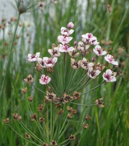 butomus umbellatus DSC09530