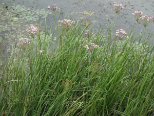 butomus umbellatus DSC09533