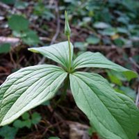Parisette à quatre feuilles, Étrangle-loup, Morelle à quatre feuilles