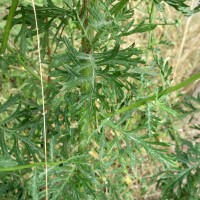 Séneçon à feuilles de roquette, Jacobée à feuilles de roquette
