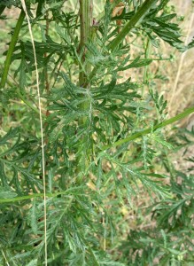 senecio erucifolius DSC09620