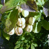 Faux pistachier, Nez coupé, Coupe-nez