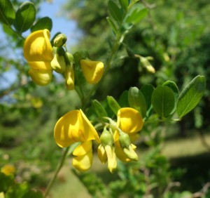 colutea arborescens DSC08904