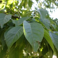 Arbre à gomme, Arbre à Gutta-Percha