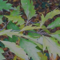 Hêtre et variétés