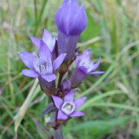 Gentiane d’Allemagne