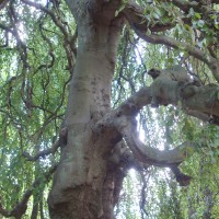 Hêtre pleureur, Hêtre de l ‘Hermitage’ Suisse, Fau de Verzy