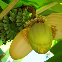 Bananier du Japon, Bananier empereur