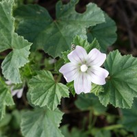 Petite Mauve, Mauve négligée