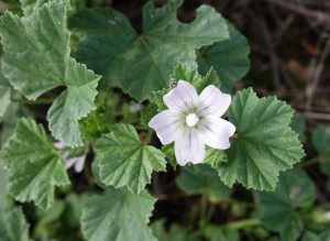 malva neglecta DSC01950