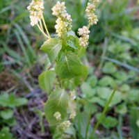 Mercuriale annuelle, Vignette, Mercuriale officinale, Ramberge