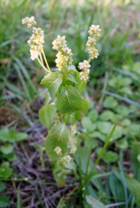 mercurialis annua DSC02231