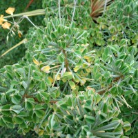 Oxalide du Ténérif, Trèfle arbustif