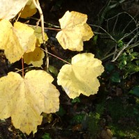 acer opalus DSC02356