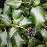 Lierre de Perse, Lierre de Colchide, Lierre du Caucase